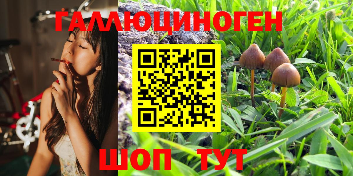 Псилоцибиновые грибы Psilocybine cubensis Нарьян-Мар